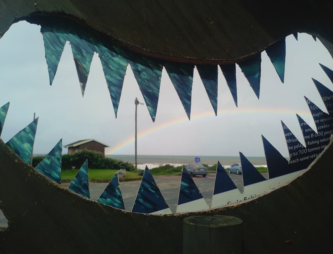 Ocean view framed through shark display at Orcas Beach Pub & Grill